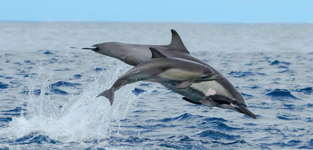 A photorealistic image of a family enjoying a boat tour in the Sea of Cortez. The children are laughing and pointing at dolphins swimming alongside the boat. The parents are smiling and taking pictures. The camera angle is wide, capturing the joy of the moment. Style: lifestyle photography. 4K resolution.